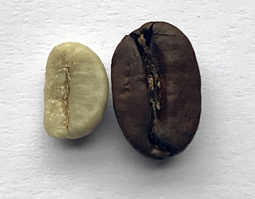 Die Kaffeebohne. Links roh, rechts nach Einwirkung der Maillard-Reaktion.
